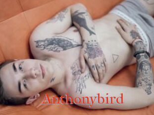 Anthonybird
