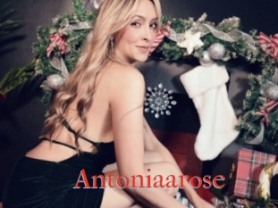 Antoniaarose