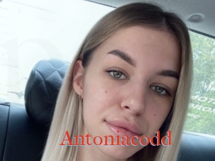 Antoniacodd