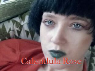 Calendula_Rose