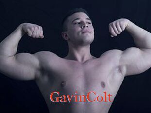 GavinColt