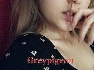 Greypigeon