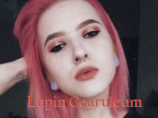 Lupin_Cearuleum