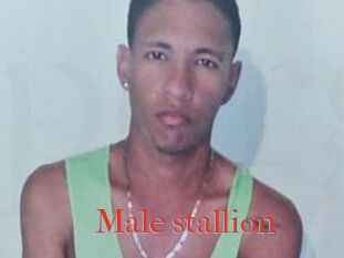 Male_stallion
